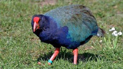 NZ Auckland Tiri Takahe.jpg