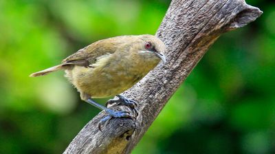 NZ Auckland TIri Bell Bird 001.jpg