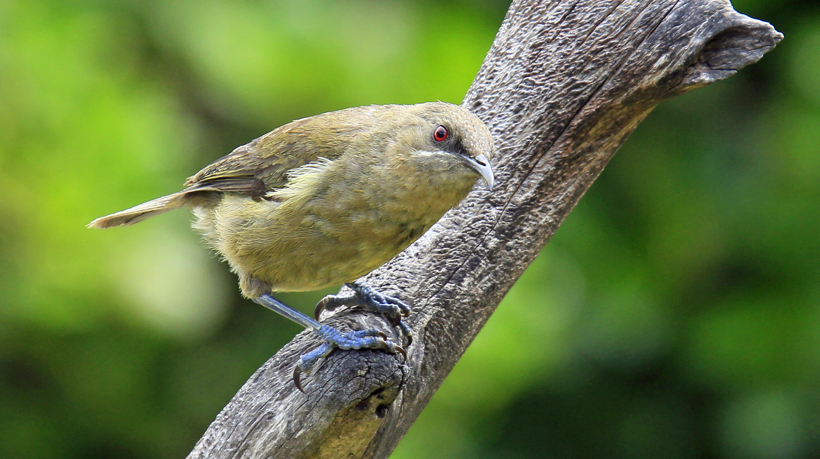 NZ Auckland TIri Bell Bird 001.jpg