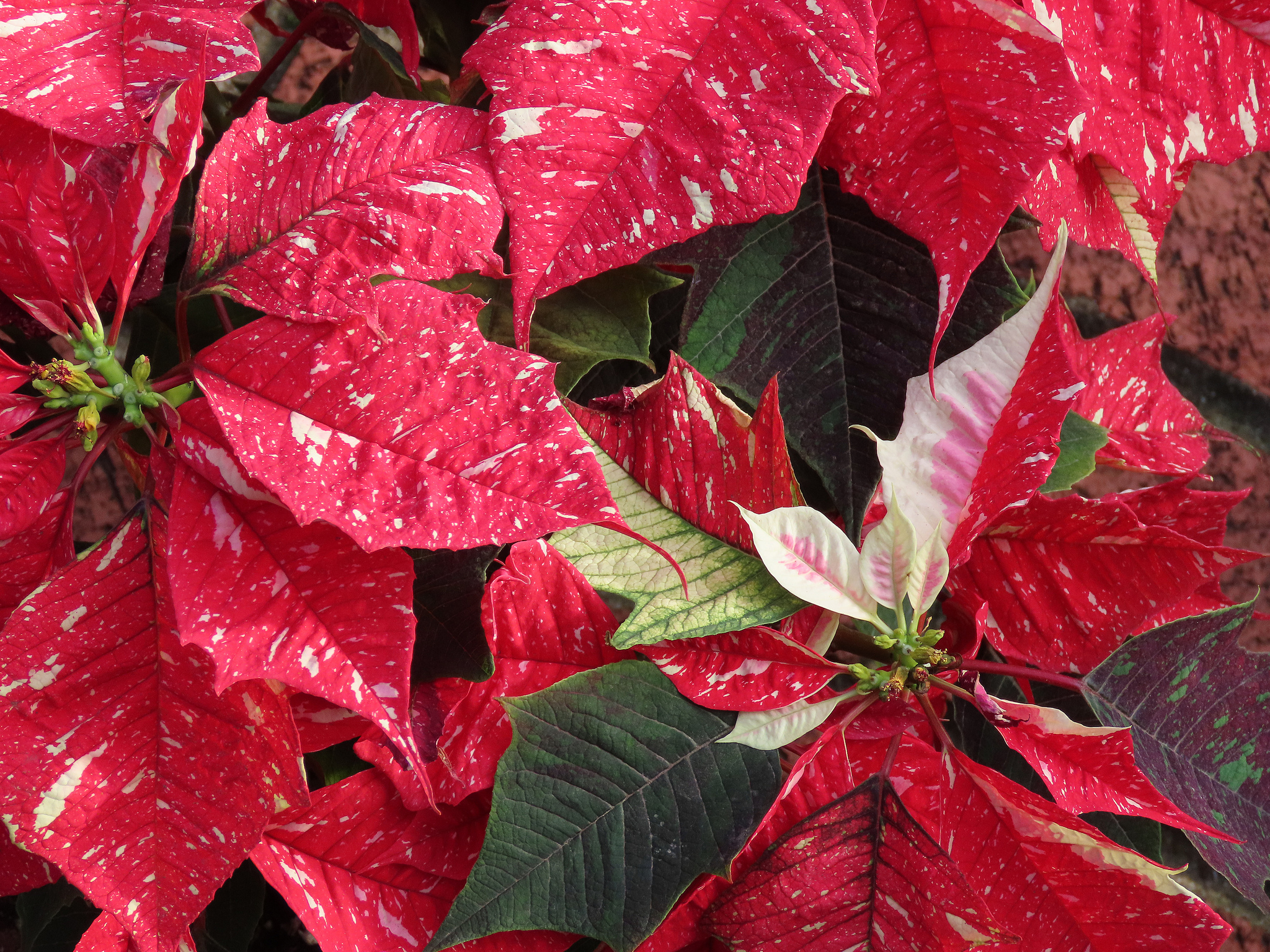 canon_sx70_pointsettia.jpg