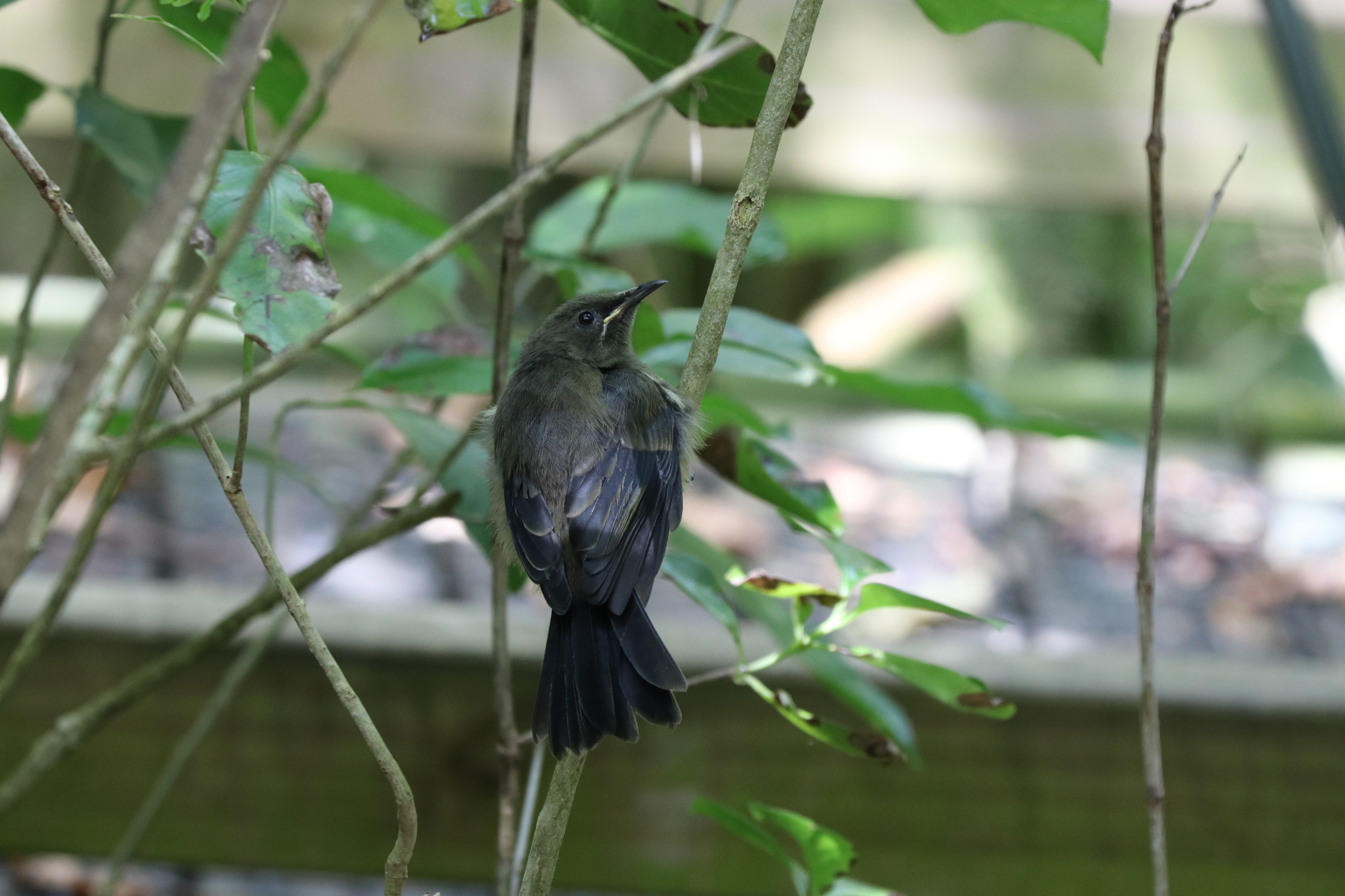 EOS R5 Mark II How to focus on a hawk and ignore c... Canon Community