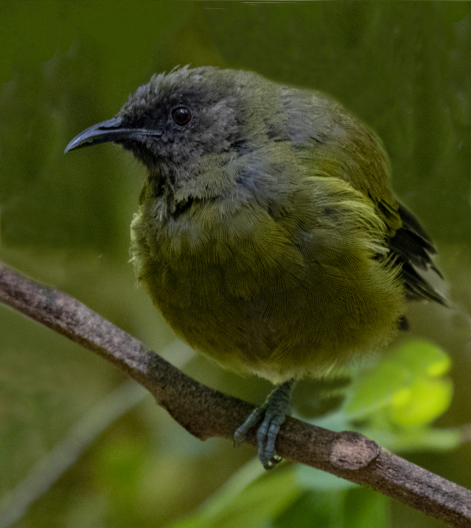 NZ Auckland Tiritir Bell Bird.jpg
