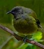 NZ Auckland Tiritir Bell Bird.jpg