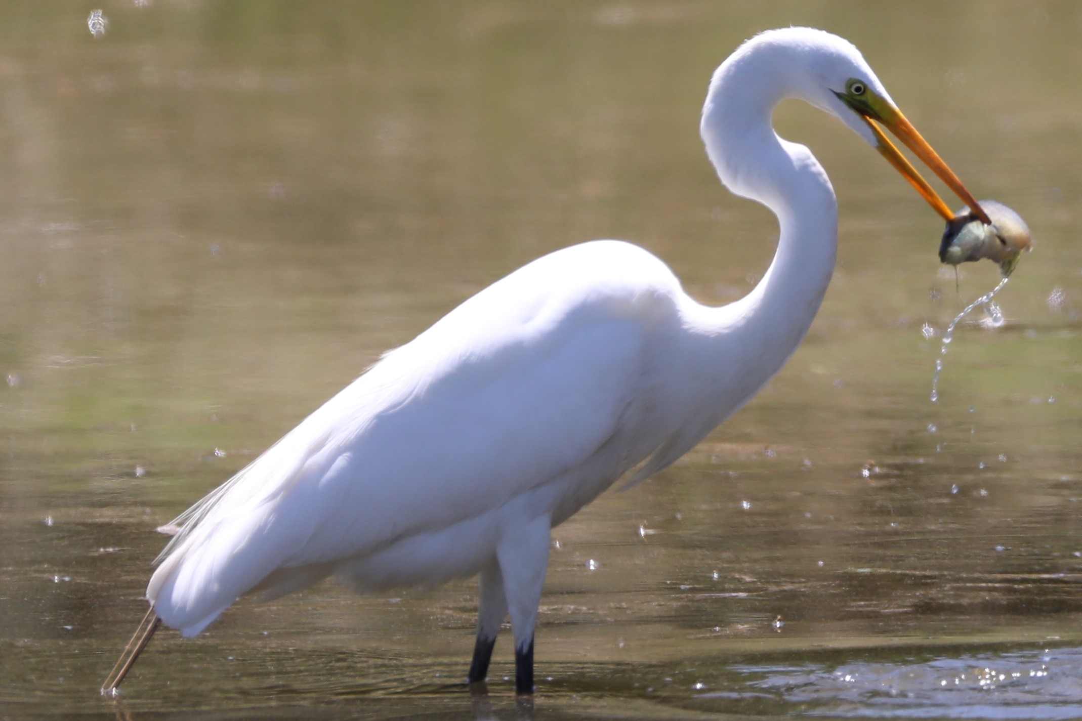 canon eos 80d bird photography