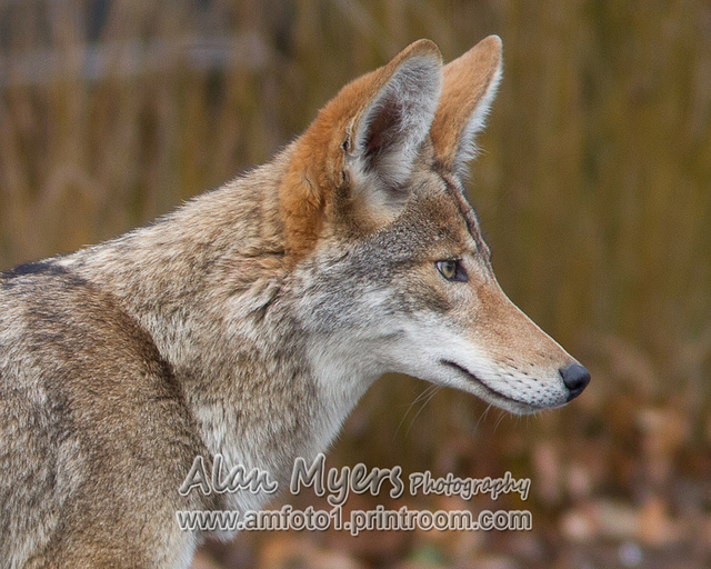 Valley coyote