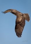 Red tail hawk flyby