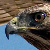 Red tail hawk detail