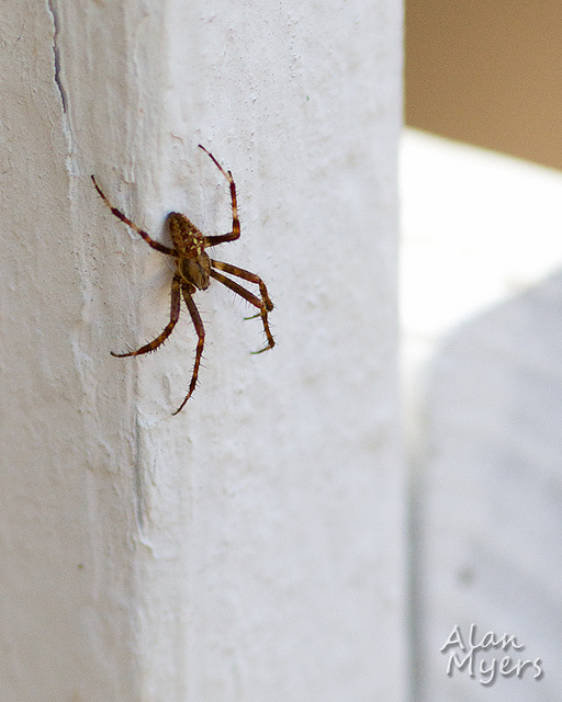 Spider on fence post