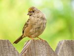 SX60_golden-crowned_sparrow_1600x1200.jpg