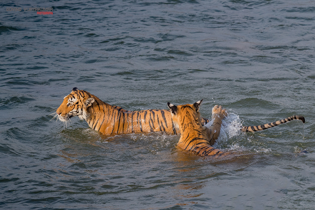 Tigress and Cub Playing in River