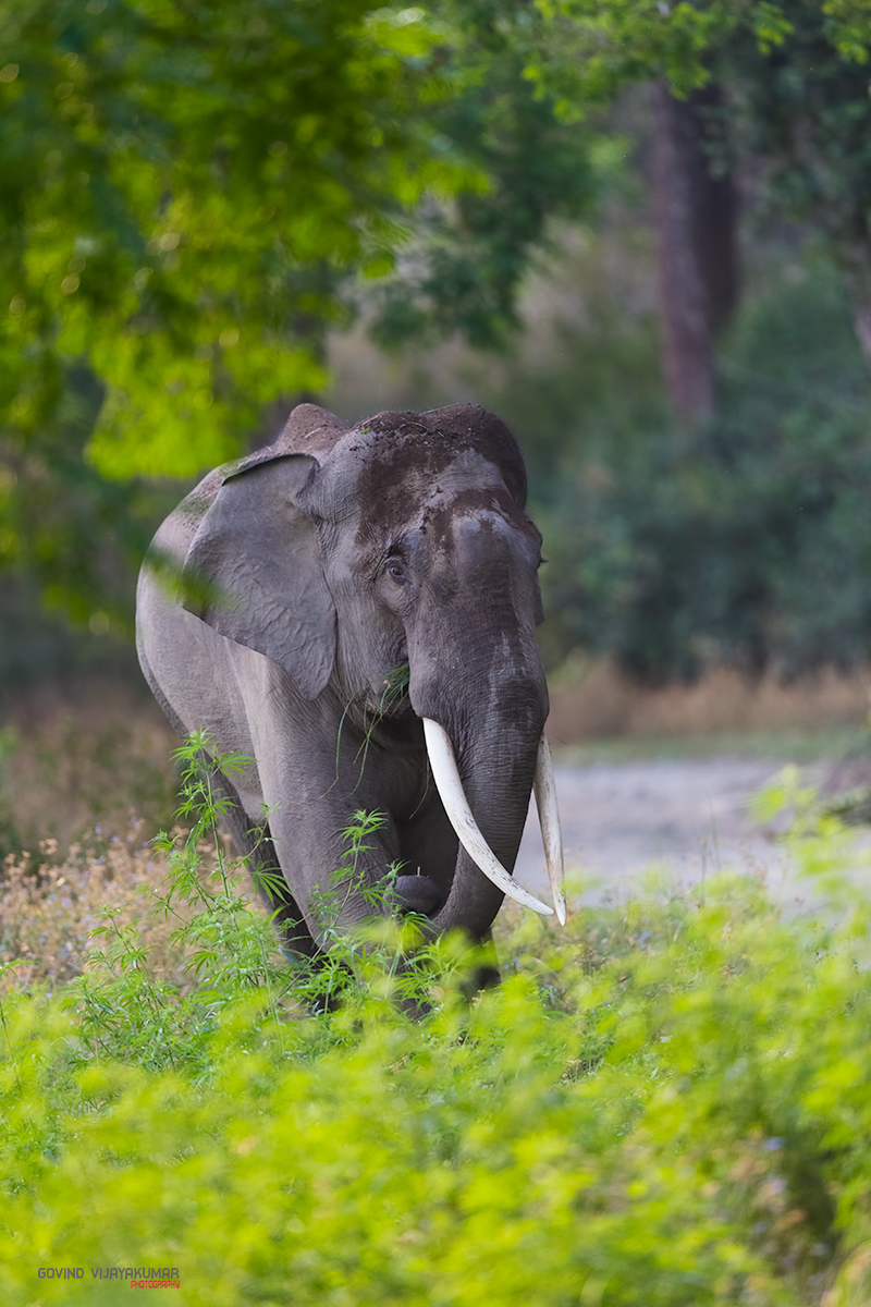 Tusker