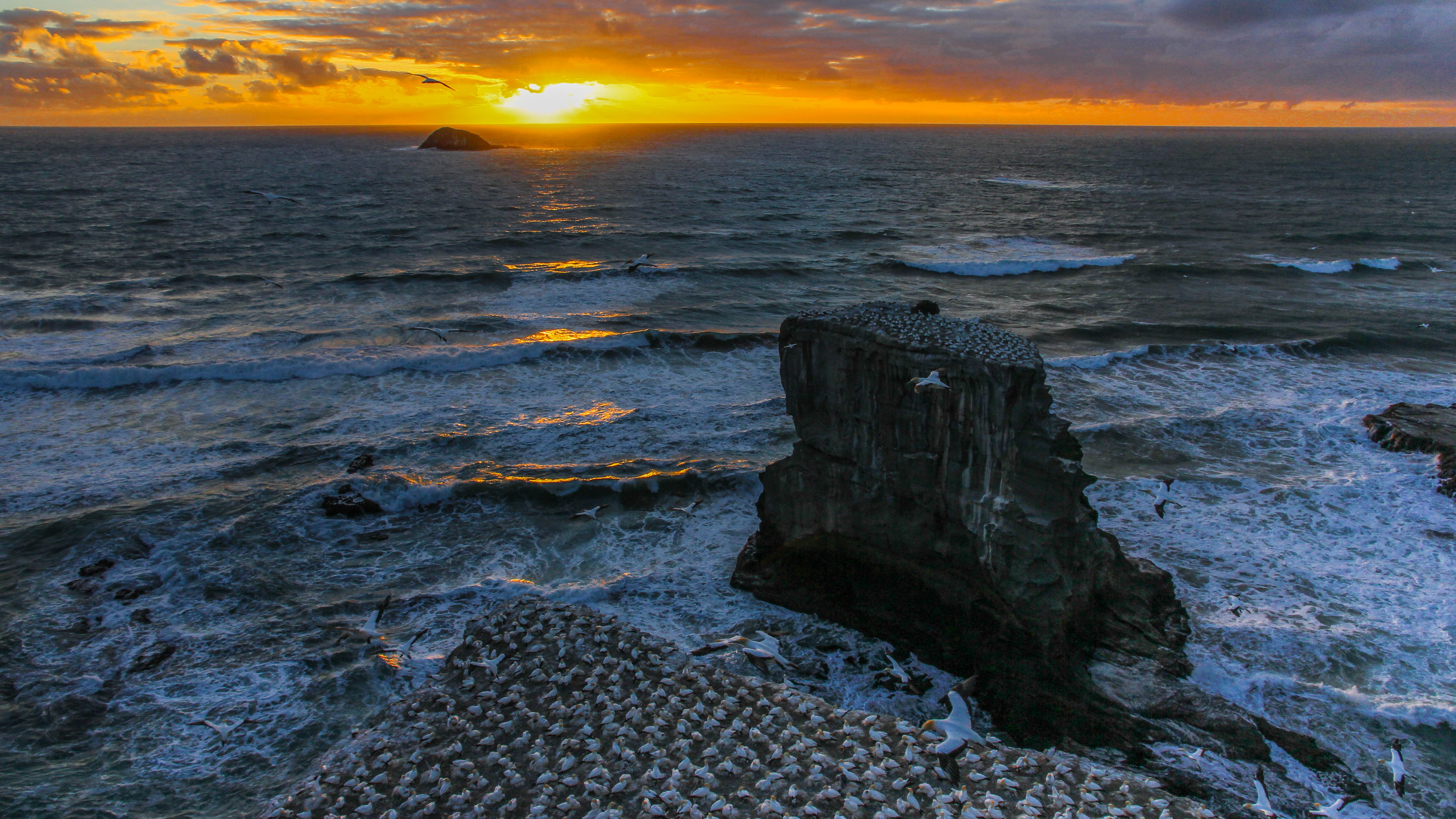 NZ Auckland Muriwai Gannet Colony Sunet 06.jpg