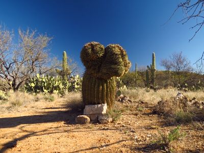 PolarizerCactus.JPG