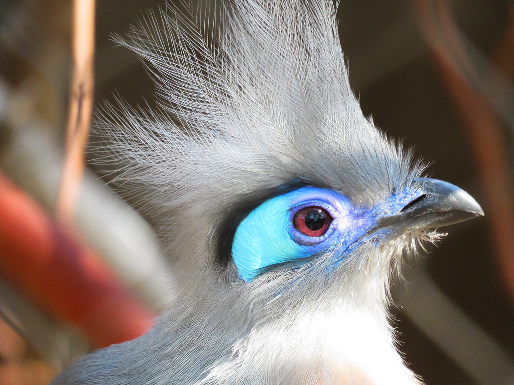 sac zoo bird sx60.jpg