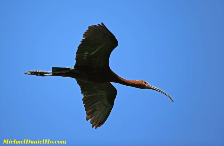 Green Ibis soaring high above me (handheld)