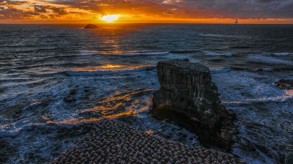 NZ Auckland Muriwai Gannet Colony Sunset 07-1 (2).jpg