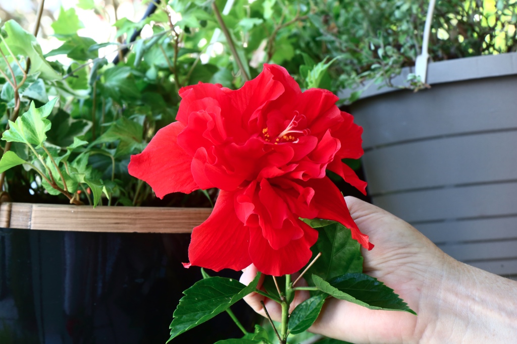 Blosson red small.jpg