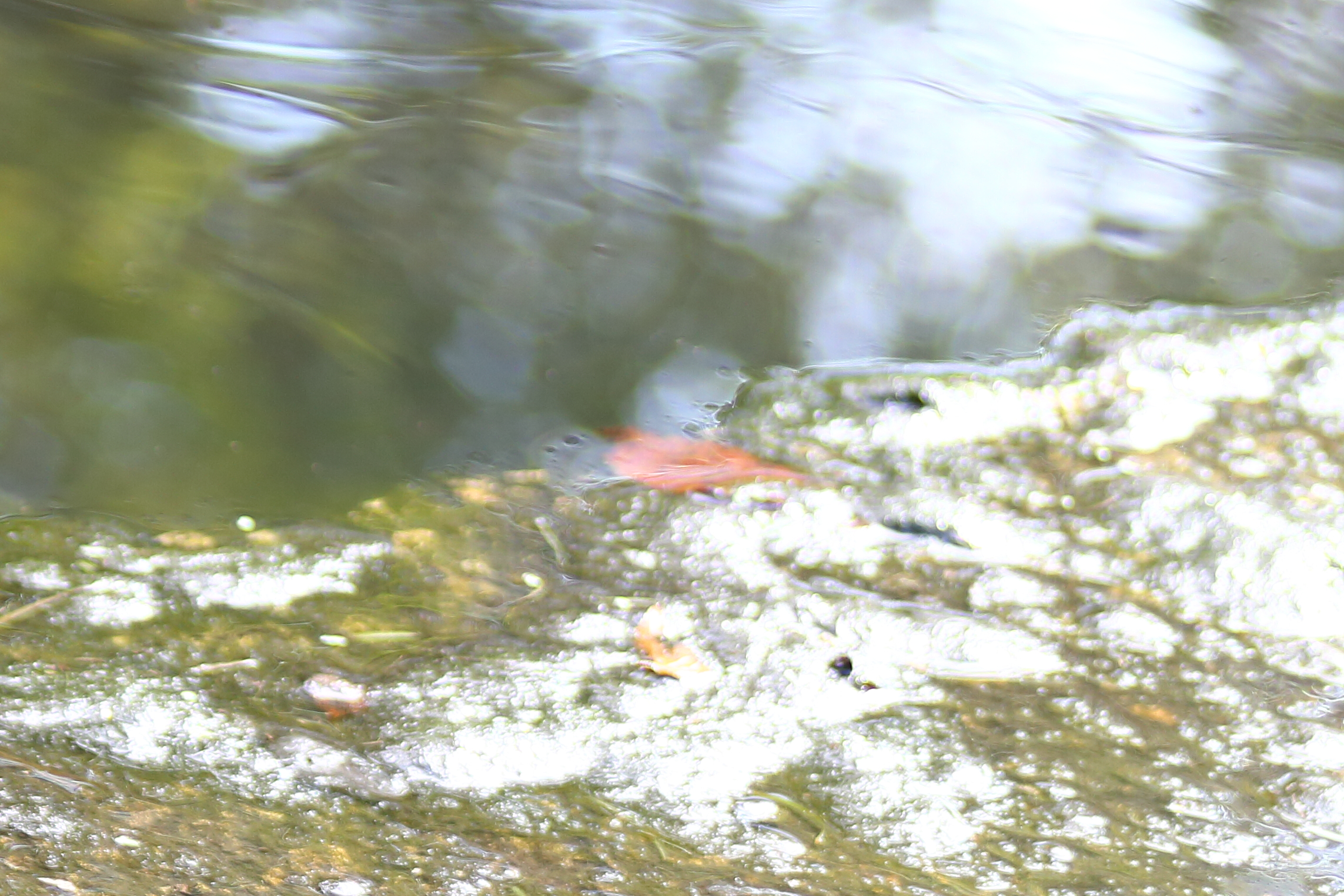 cropped 2.JPG