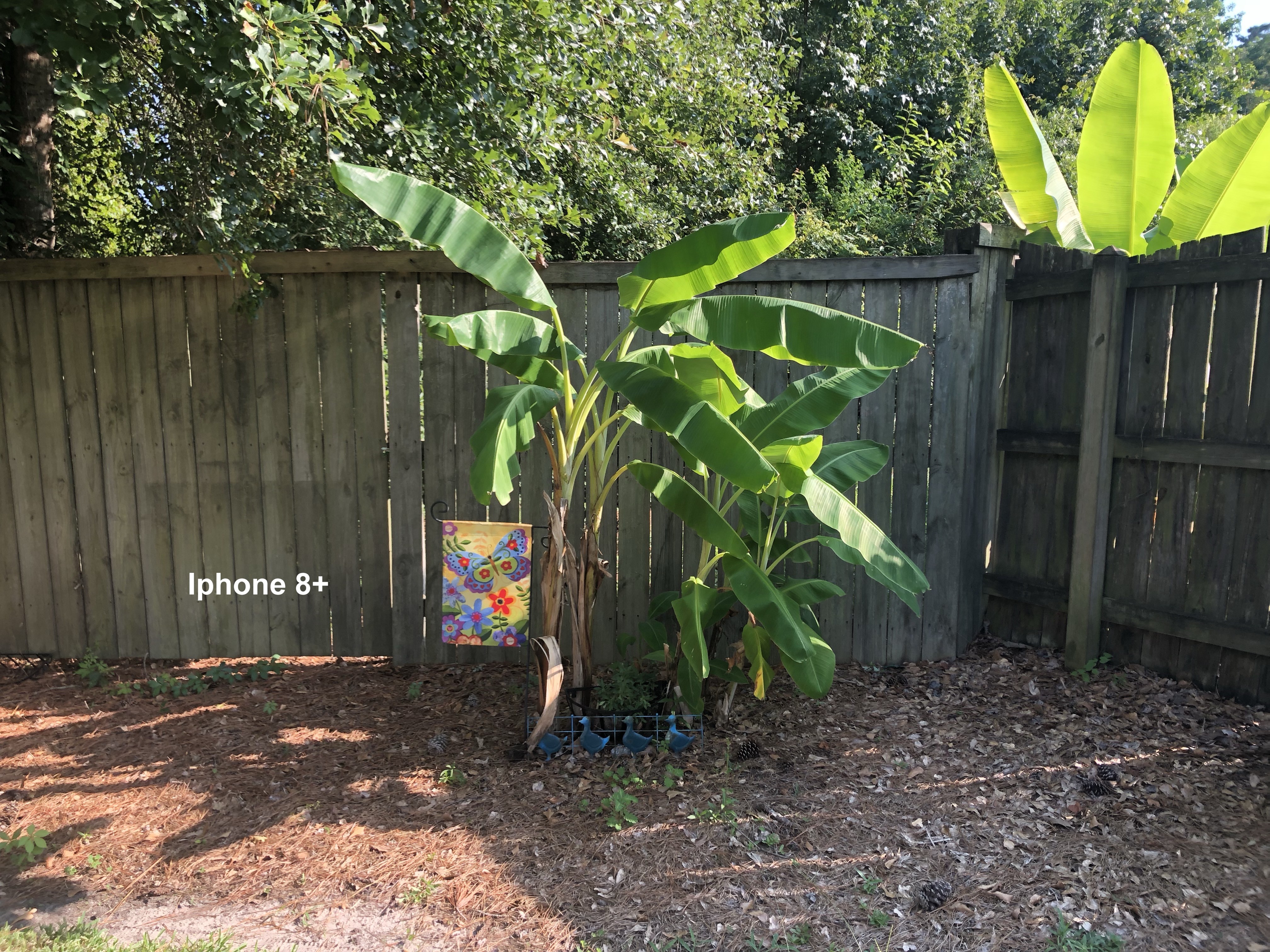 Iphone palm.jpg