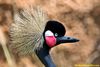 100% cropped Victoria Crowned Crane