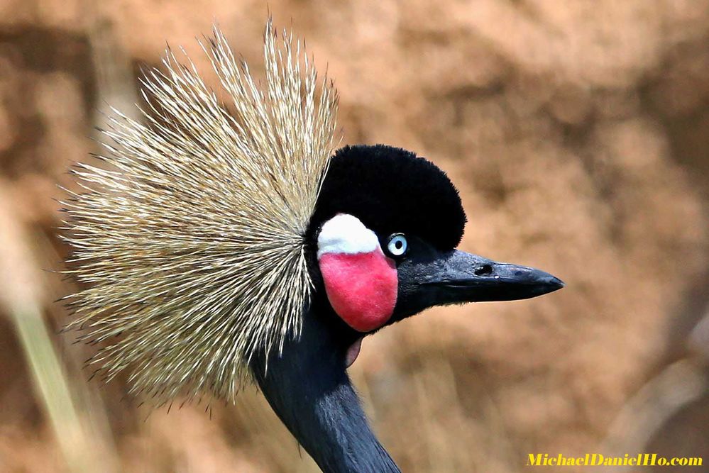 100% cropped Victoria Crowned Crane