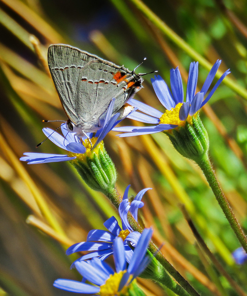 butterfly grey hairstreak 852x1024.jpg