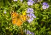 butterfly painted lady 1600x1125.jpg