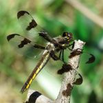 dragonfly 1600x1800.jpg