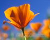 California poppies with 20mm lens, 12mm extension tube.