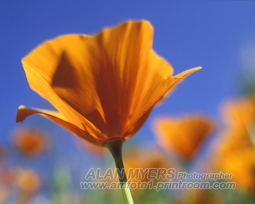 Calif. Poppies with Canon 20mm lens and 12mm extension tube.