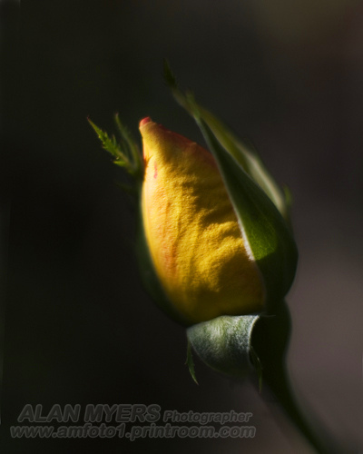 Chiaroscuro rose bud