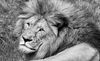 NZ Auckland Zoo Male Lion head BW LR.jpg