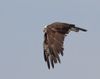 Northern Harrier.jpg