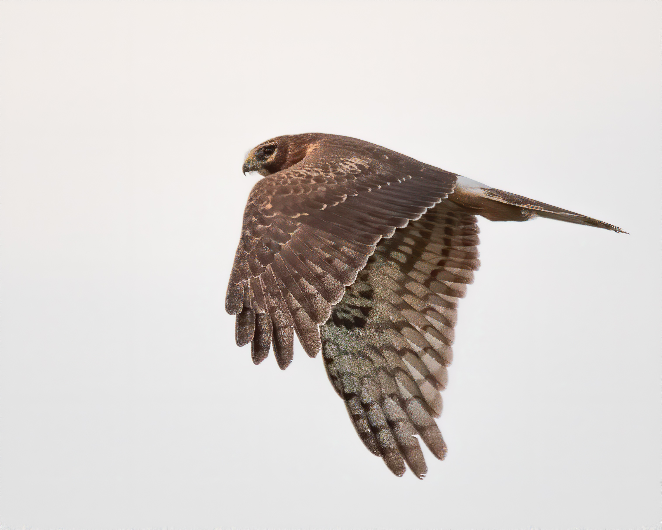 Northern Harrier.jpg