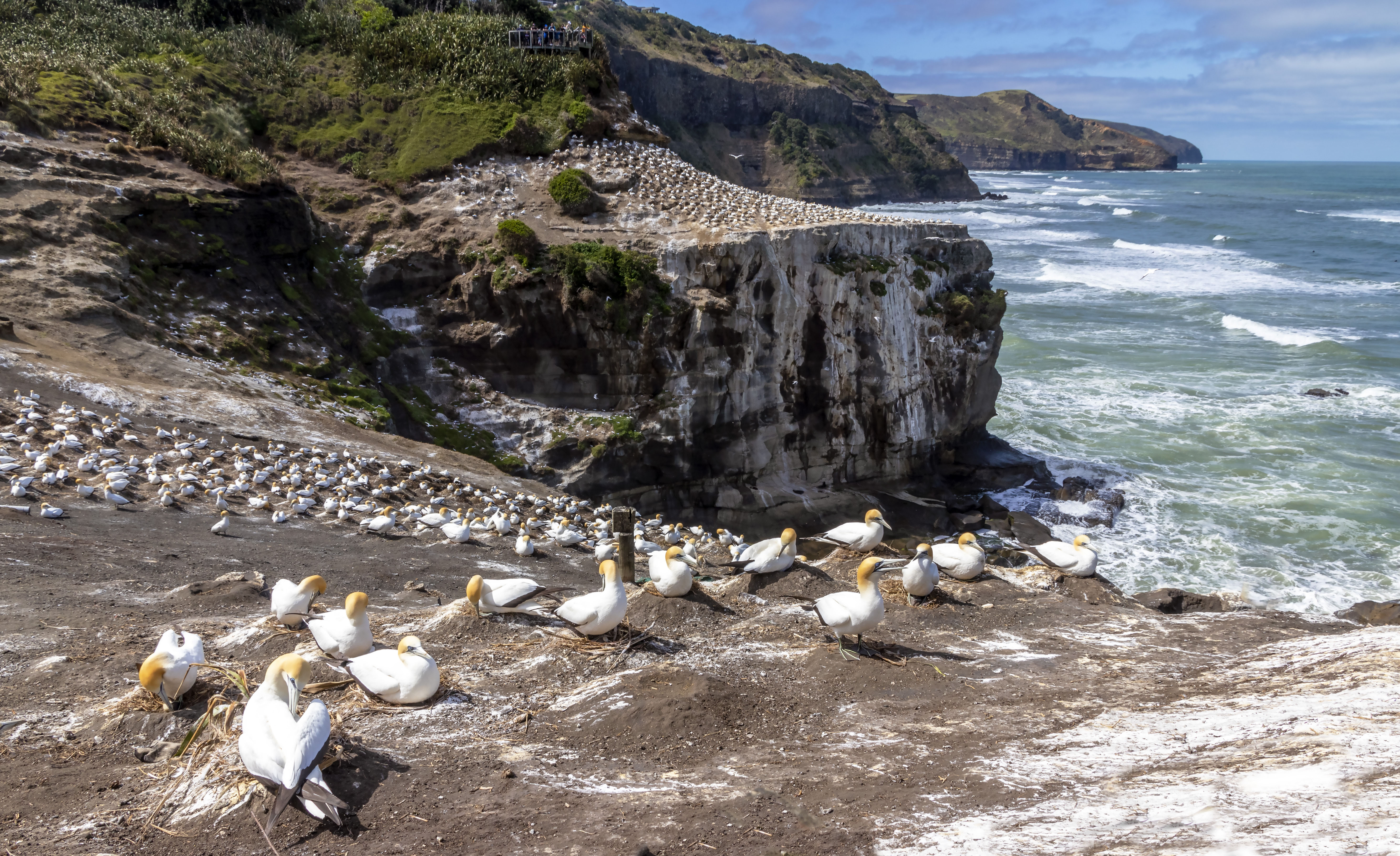 0000 Gannet Colony LR.jpg