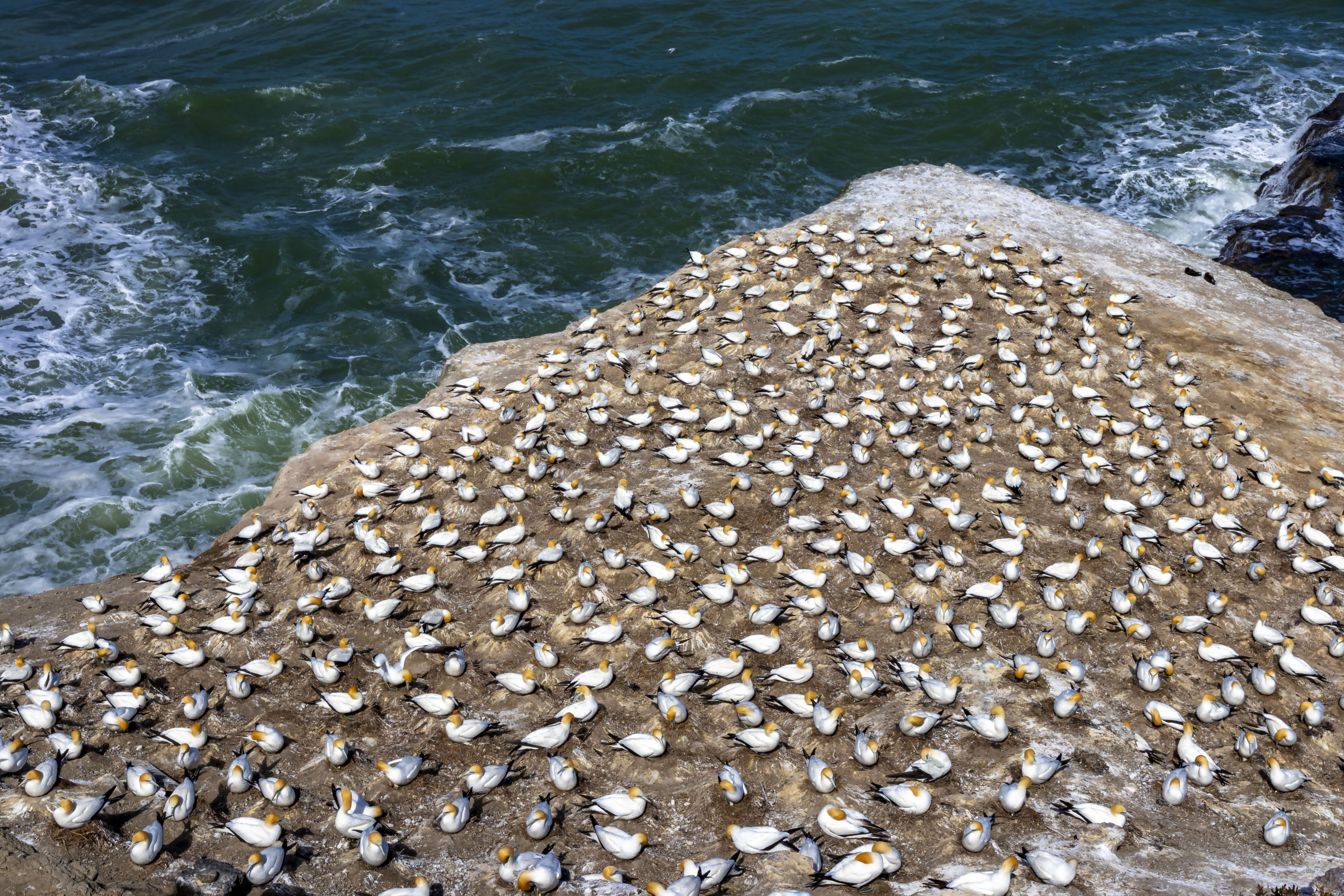 001 Gannet Colony LR.jpg