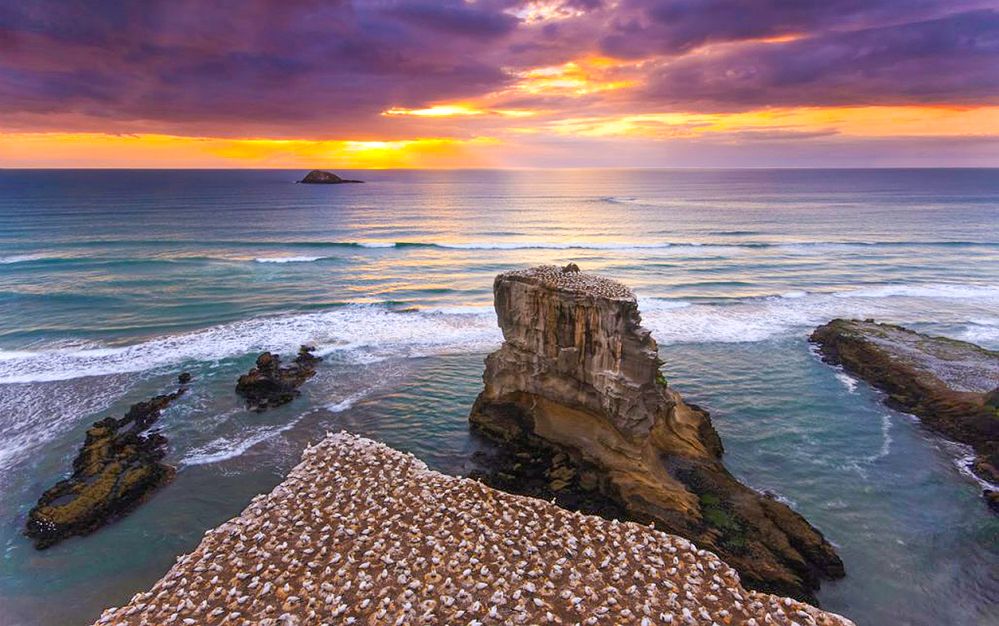 Muriwai-Gannet copy-1-2.jpg