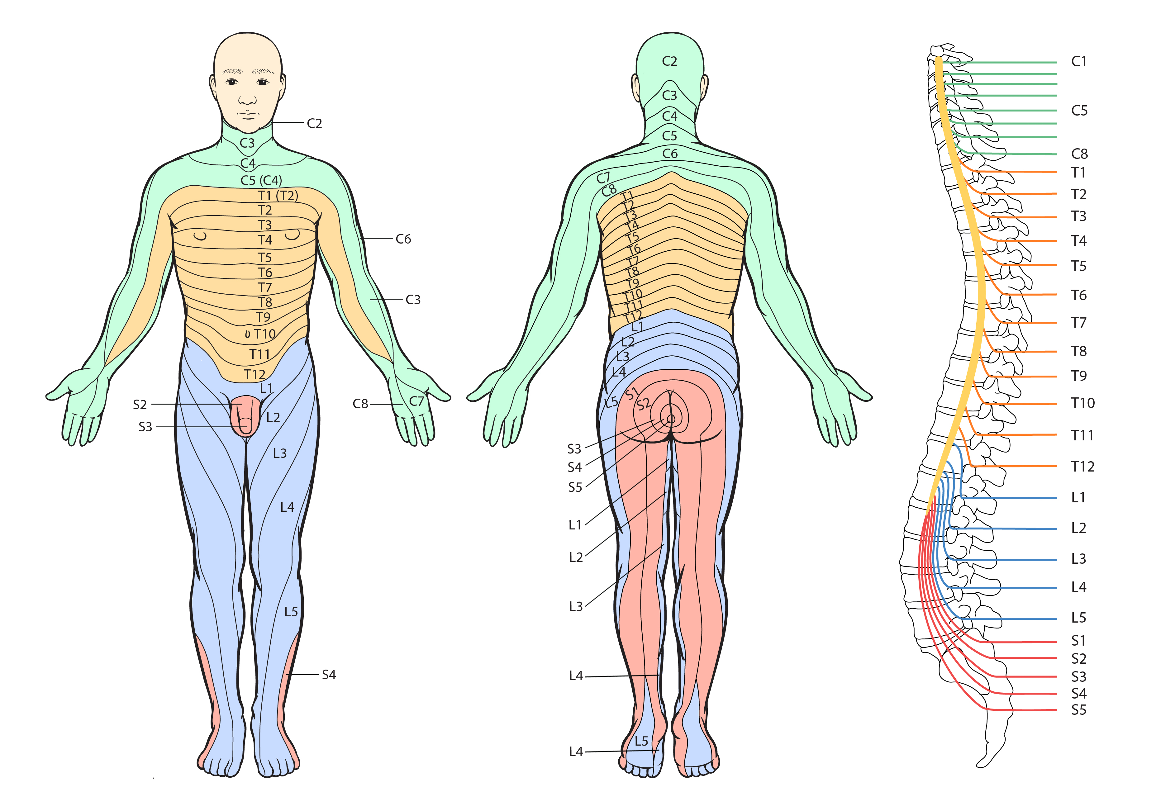 dermatomes netter