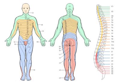 dermatome.jpg