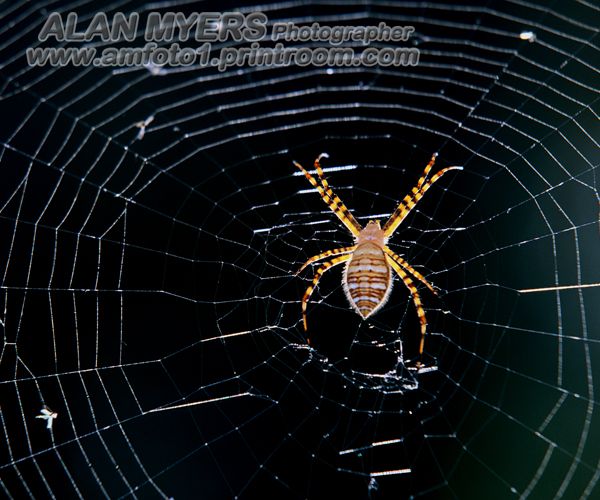 Garden spider