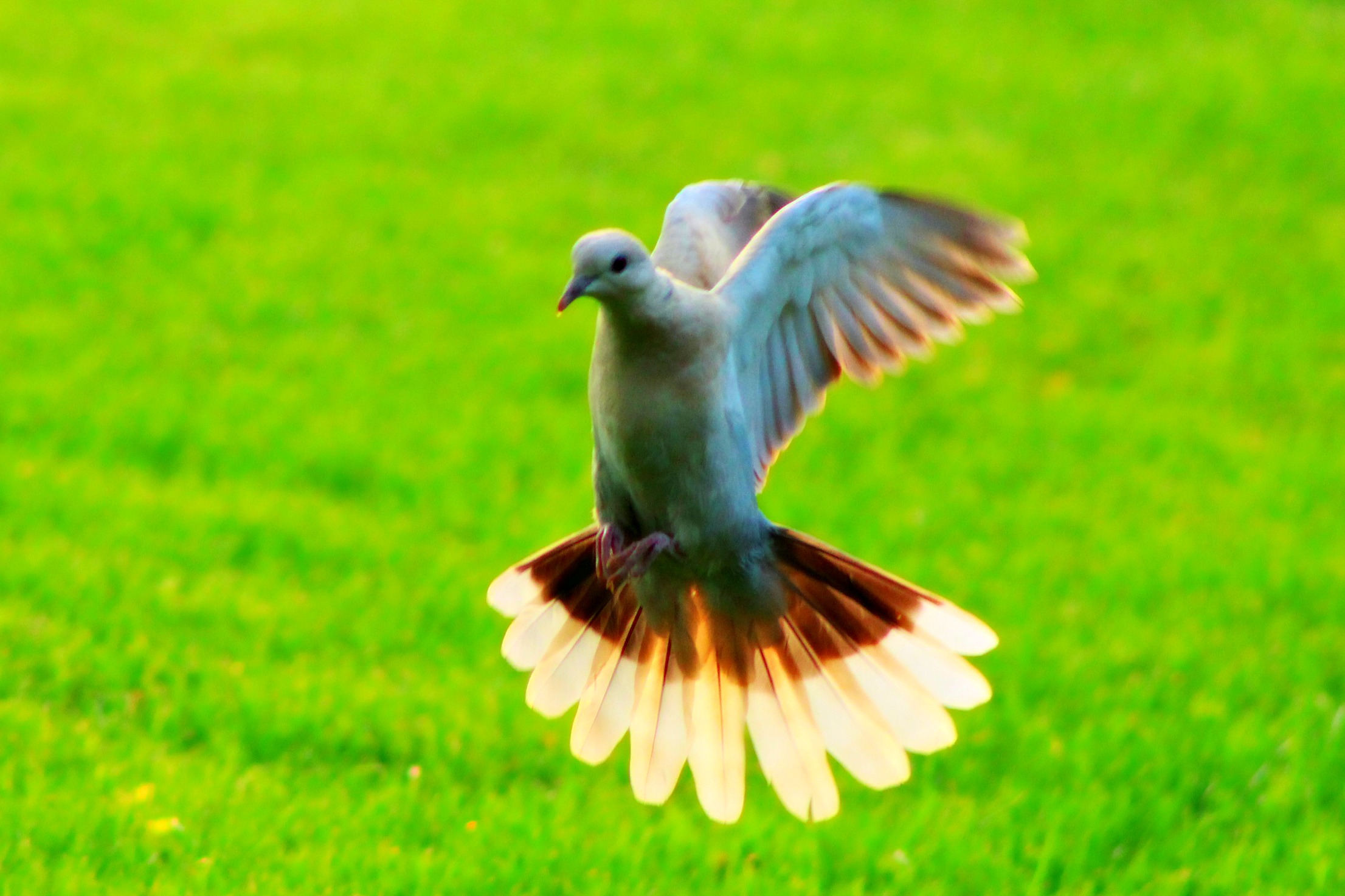 dove in flight .jpg