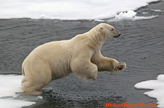 polar-bear8.jpg