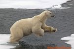 polar-bear8.jpg