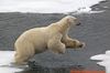 polar-bear8.jpg