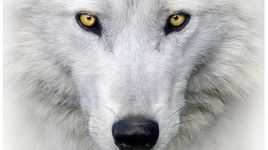 WhiteWolf1