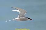 arctic-tern1.jpg