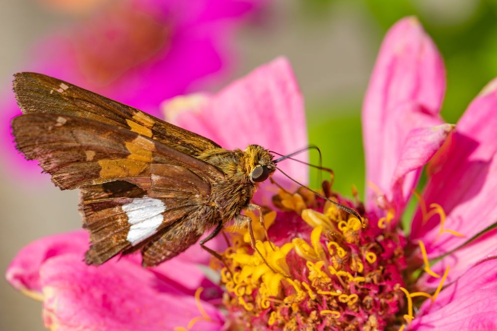 Silver-Spotted Skipper.jpg