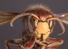 Cicada-Killer Wasp, Sphecius speciosus.jpg