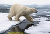 Polar Bear in the high Arctic