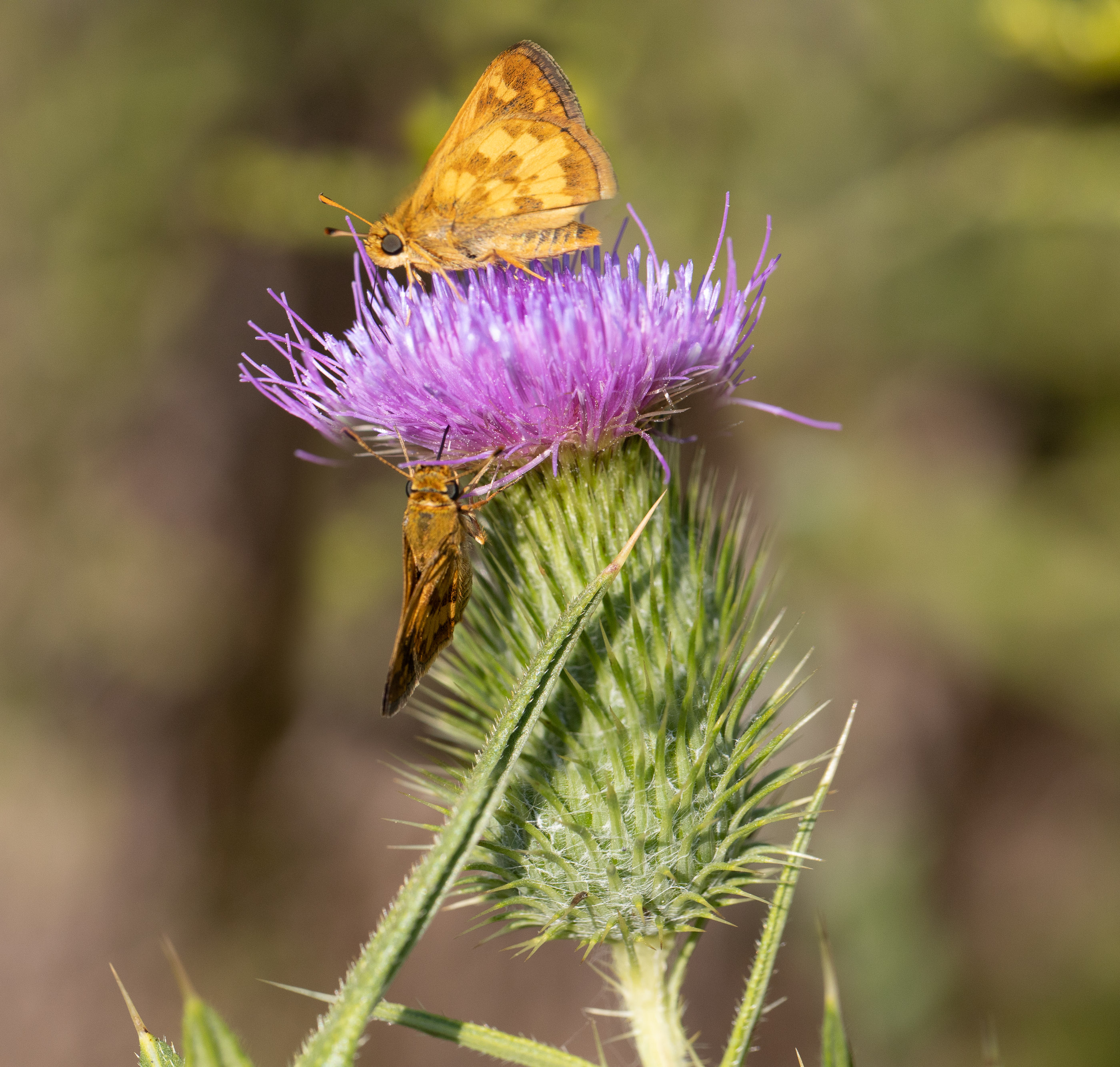 Polites peckius, Peck's Skipper 190904 1+2.jpg